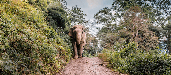 Elephant Training